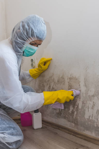 Best Mold Removal for HVAC Installations  in Canton, GA